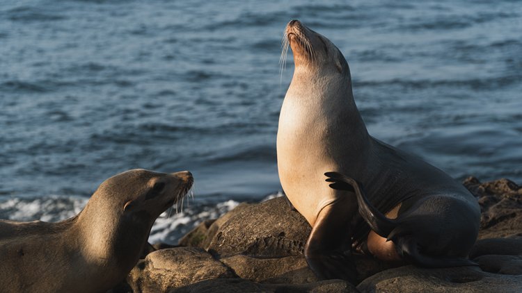 Seals in La Jolla Cove.